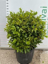 PIANTA DI LAURUS NOBILIS