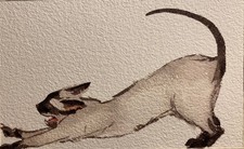 Gatto siamese acquerello