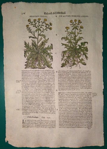 Stampa antica erbario - erbario, mattioli