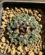 Ariocarpus kotschoubeyanus v. sladkovskyi Own Roots, 4.7 cm, Not Copiapoa