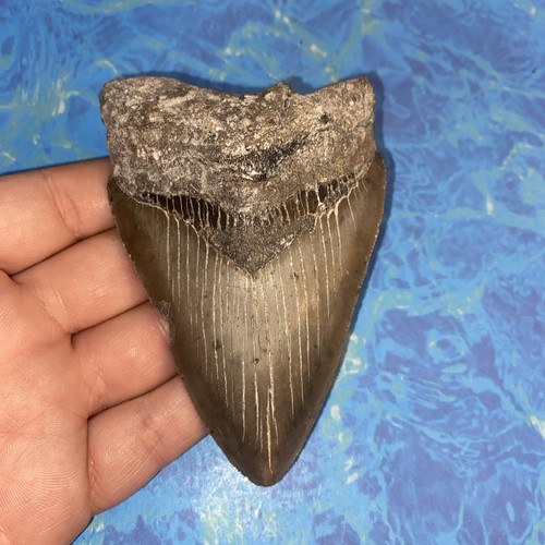 Megalodonte dente squalo - megalodonte, di