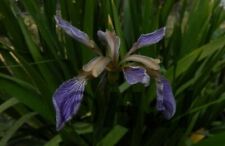 Iris foetidissima - giaggiolo ( pianta da vaso/giardino/terrazzo )