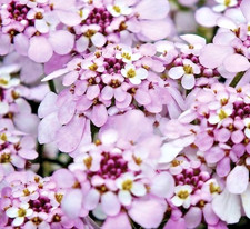 Iberis sempervirens pink - sempervirens,