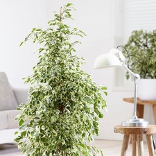 1 PIANTA DI FICUS BENJAMINA
