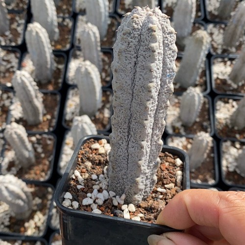 Pianta cactus succulenta 10 - cactus,