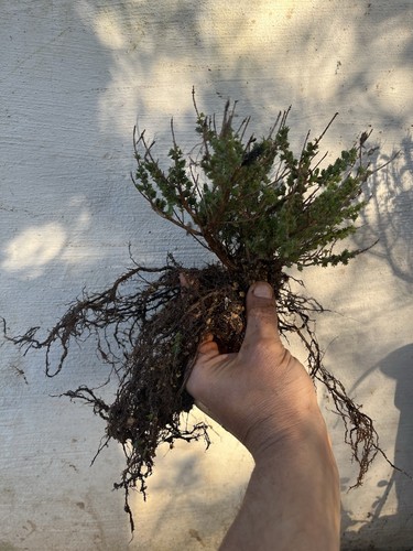 Bonsai timo macchia - bonsai,