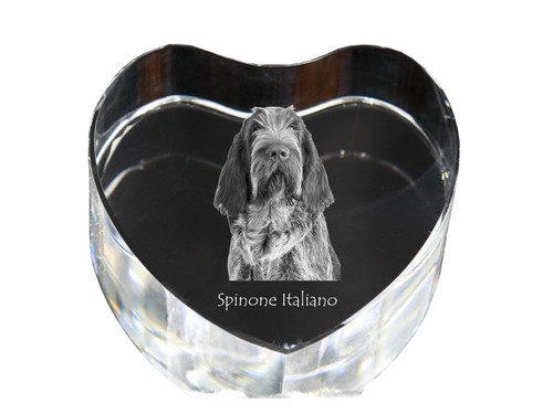 Spinone italiano cuore - , di