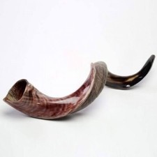 Corno yemenita Shofar Kudu