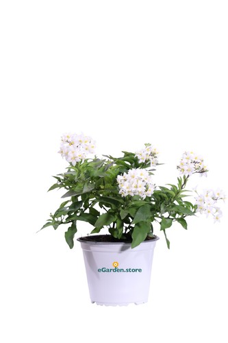 Pianta vera gelsomino - vera,