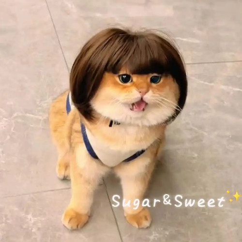 Parrucca per cani gatti