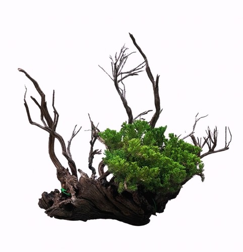 Juniper bonsai forest aged - on,