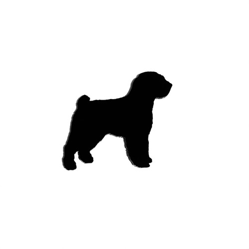 Spanish water dog - dog, da