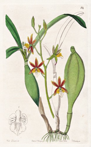 Epidendrum pterocarpum