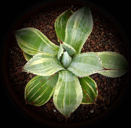 Agave parryi var truncata - , cv