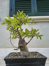 Pianta di olmo cinese