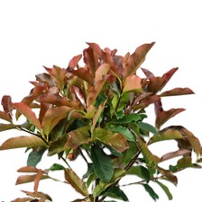 Photinia fraseri red select - fraseri, select'