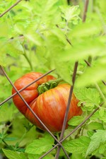 Semi di pomodoro Cherokee