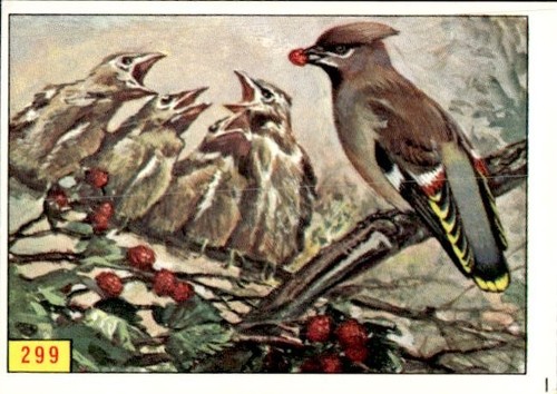 Figurina uccelli panini - uccelli, ed.panini
