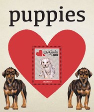 Gambia 2012 - Cuccioli