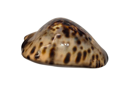 Conchiglia shell cypraea - shell, zoila