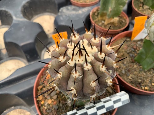 155 copiapoa cinerea - 155,