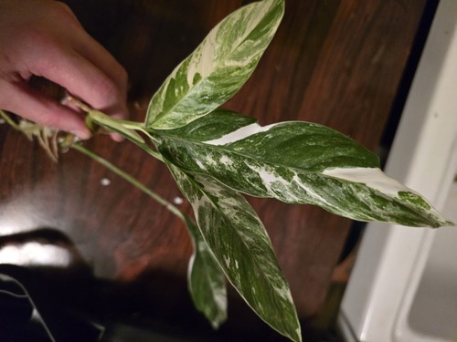 Raphidophora megasperma - raphidophora,