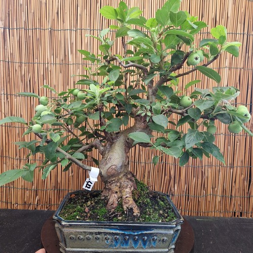 Bonsai melo 46cm visita - di,