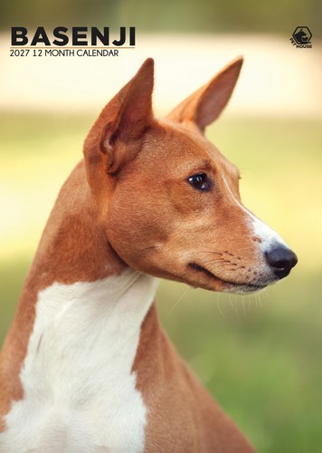 Basenji dog 2027 - 2027, calendari