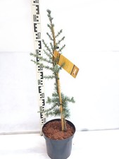 Cedrus libani Horstmann 80-100