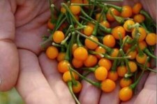 AJI CHARAPITA, 25 semi