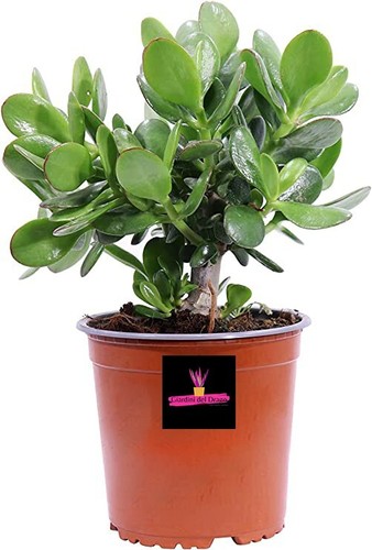 Crassula ovata albero di - ovata,