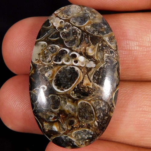 Cabochon ovale fossile - , di