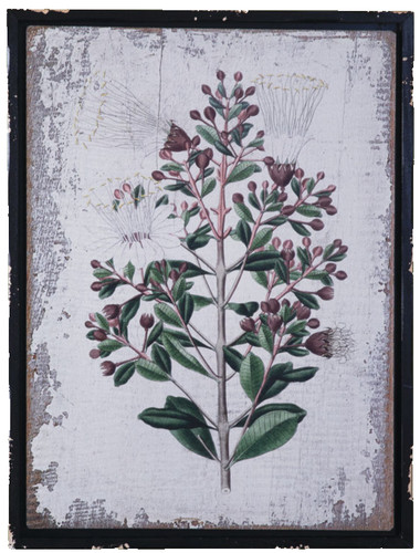 Stampa botanica con cornice