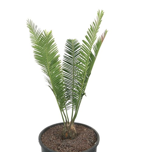 Dioon edule rio - dioon,