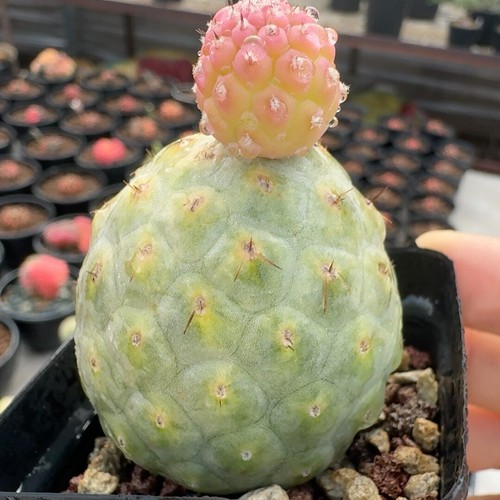 Cactus raro vivo tephrocactus - vivo,