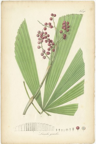 Antica stampa botanica - , di