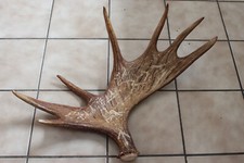 CORNA DI ALCE SVEDESE