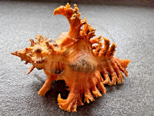 Chicoreus crocatus - Filippine