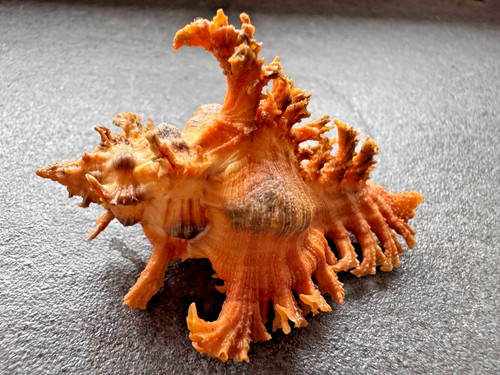 Chicoreus crocatus filippine - chicoreus,