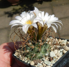 Turbinicarpus graminispinus