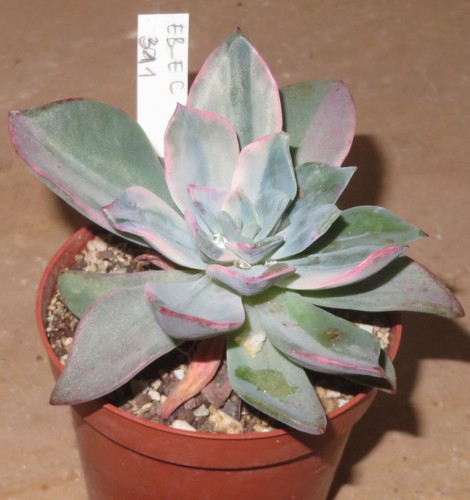 Echeveria pink harin - echeveria, cv