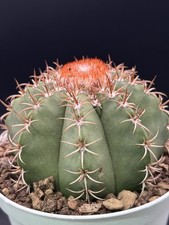 Melocactus matanzanus Pot 14