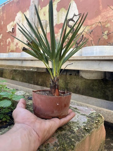 Bonsai palma trachycarpus - palma,