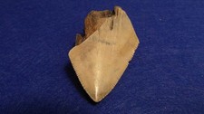 DENTE DI MEGALODONTE  -