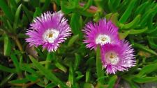 Australian Coastal Pigface -