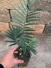Encephalartos Cerinus PACKAGE