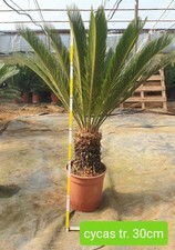 Cycas Esemplari con tronco alto 30cm