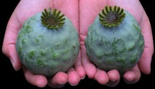 Papavero in setole 'The Giant'