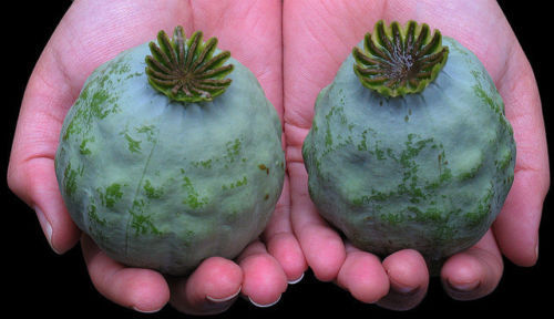 Papavero setole the giant - 'the, giant'