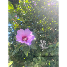 IBISCO CINESE, FIORI ROSA